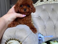 KORE TEACUP POODLE YAVRULARIMIZ