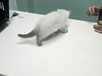 BRİTİSH SHORTHAİR BLUE POİNT KEDİMİZ