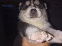Husky sibirya kurdu yavruları