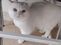 Beyaz British Shorthair