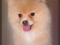 WC EĞİTİMLİ POMERANİAN BOO DİŞİ