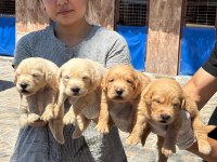 Golden retriever yavrularımız