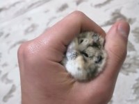Ailenizin sevimli hamster tontonu
