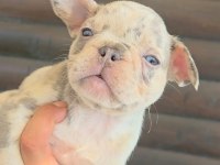 French Bulldog Köpeğimiz