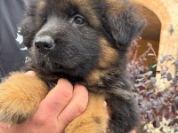 ALMAN ÇOBAN KÖPEĞİ YAVRULARI 