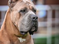 Orjinal Cane Corso Formantino yavrularımız