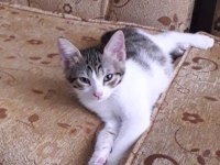 2 AYLIK MİNİKLER YUVA ARIYOR TEKİR