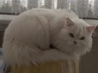 British Longhair Dişi