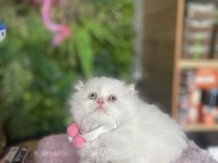Şu Chinchilla Yavrumun Nadideliğine Bakın