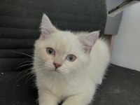 4 aylık dişi BRİTİSH LONGHAİR