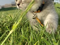 4 aylık scottish fold