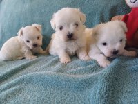 Kore maltese bebekler