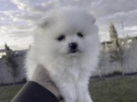 Beyaz Pomeranian Boo