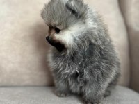 Orjinal ayı suratlı pomeranian yavruları