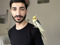 6 AYLIK SULTAN PAPAĞANI
