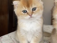 Full şecereli golden ny12 scottish fold oğlumuz