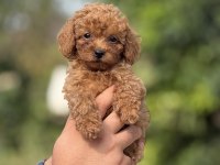 PREMIUM TOY POODLE BEBEKLER 