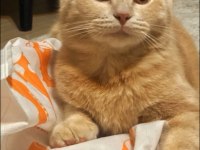 British shorthair bebeğimiz