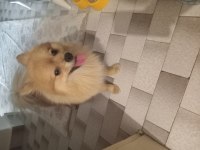 Çok tatlı pomeranian 1,5 yaşında