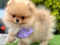 Sevimli Pomeranian Boo Yavrularımız