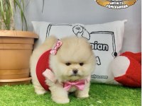 Antalya ayı surat pomeranian boo yavruları