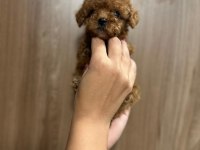 KORE POODLE YAVRULAR