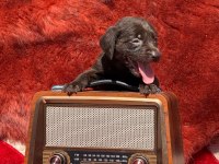 Labrador yavrularımız 