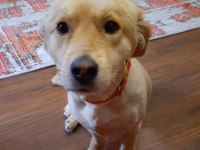 Golden retriever daisy yeni yuvasını arıyor