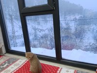 Sahiplendirmek istiyorum scottish fold kedimizi