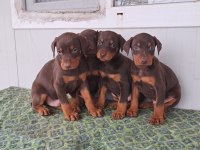 A KALİTE KİNG DOBERMAN