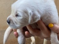 25 günlük golden retriever yavruları