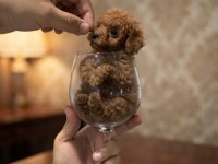 Toy Poodle Köpeğimiz Orjinal