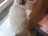 10 aylık chinchilla kızımıza eş adayı arıyoruz