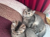 Safkan british shorthair black golden yavru kediler