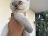 British Blue point kızımız