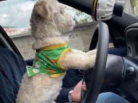 Evde bakılmış sevimli yavru maltipoo