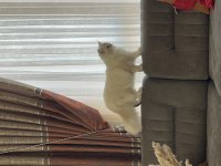 Dişi british longhair kedime eş arıyorum