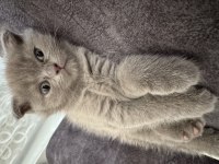 Minik british shorthair kediler