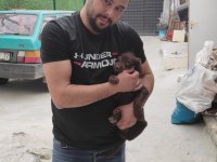 Safkan Rus finosu kızıl ve siyah