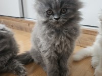 Scottish fold yavrularımız yeni yuvalarını arıyor