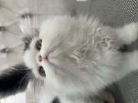 Exotic shorthair ve longhair yavru