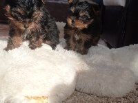 Yorkshire terrier yavrular a kalite