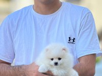 Mersininin seçkin yavru pomeranian köpekleri