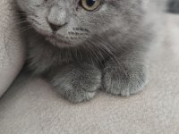 Sevimli gri scottish fold yavru