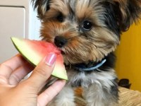 Teacup yorkshire terrier