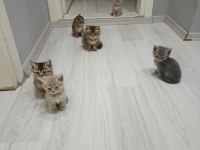 Ev Ortamından Sağlıklı Yavru Kediler