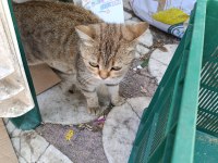 CİNS KEDİMİZ