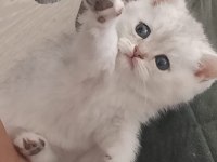 ENFES BRİTİSH SCOTTİSH SİLVER GOLDEN VE BLUEPOİNT