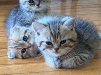 Scottish fold yavrular sahibinden sahiplendirilecek