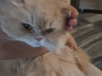 Sakin kedimiz acil ücretsiz sahiplendirme kısır